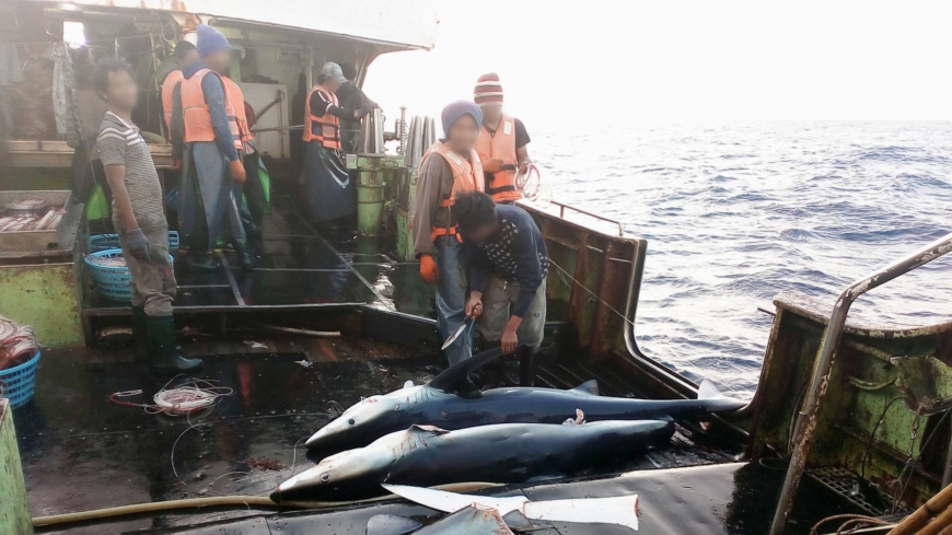 Discover the impact of unsustainable shark fishing in Costa Rica