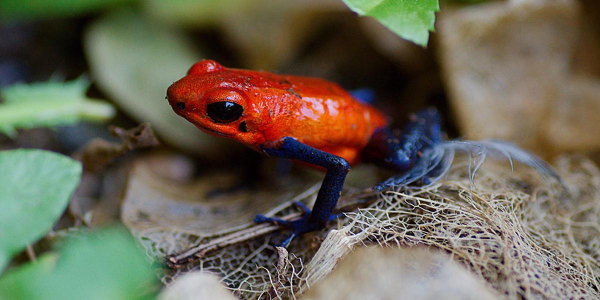 The Beautiful and Deadly Animals of Costa Rica - CRIE
