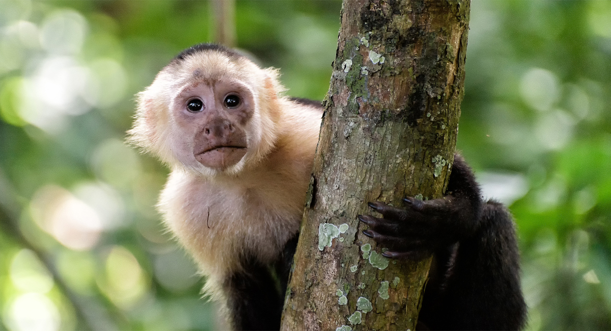 Introduction to the Iconic Animals in Costa Rica
