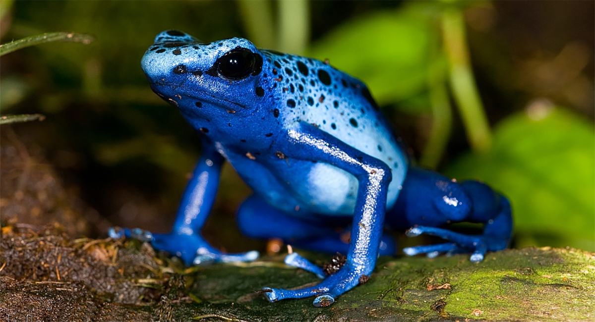 Blue Poison Dart Frog Costa Rica
