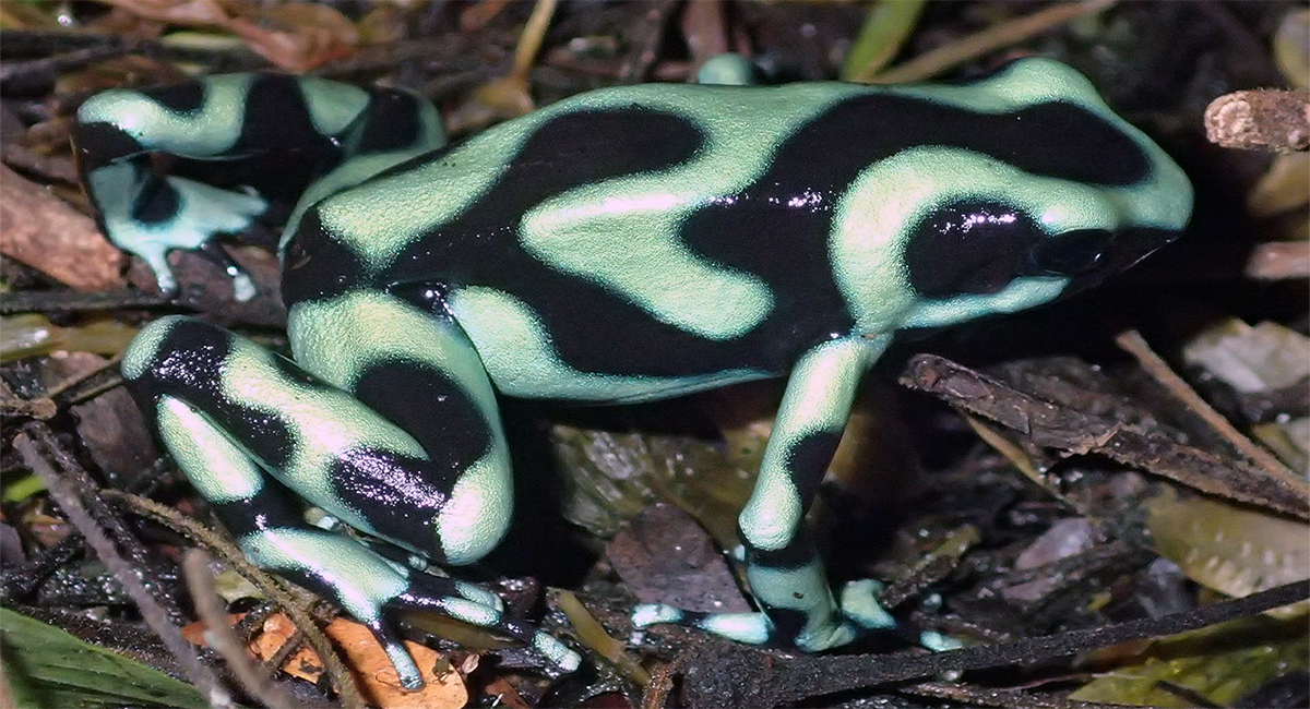 Costa Rica Green and Black Poison Dart Frog 