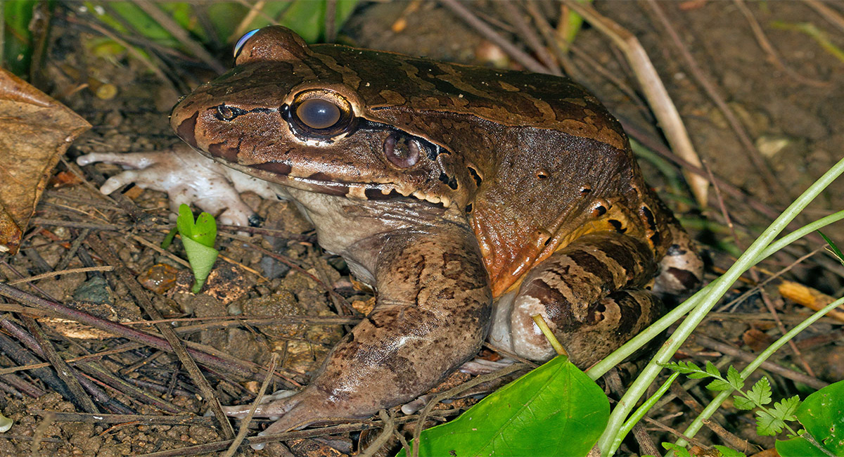 Leptodactylidae frog
