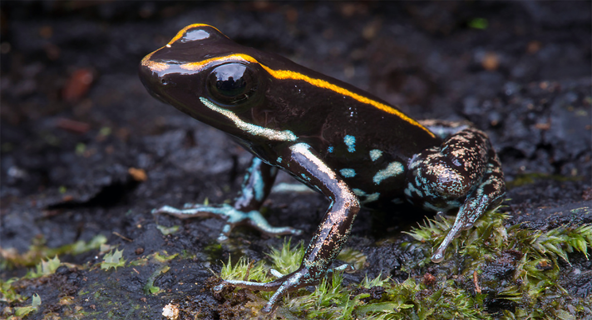 Lovely Poison Frog 