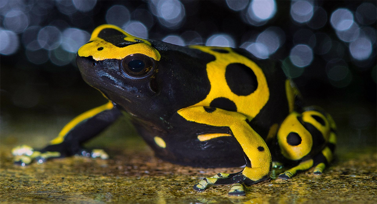 Yellow-Banded Poison Dart Frog