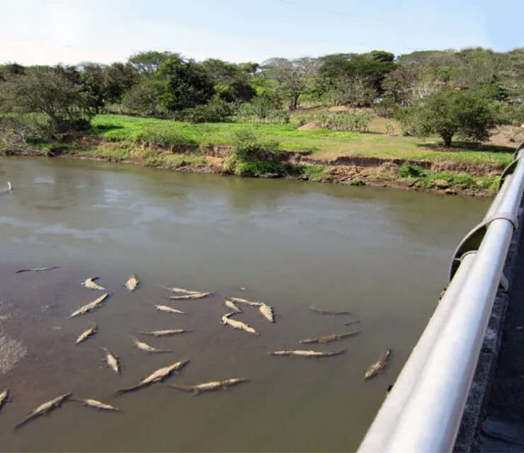 The Crocodile Bridge: Tarcoles Costa Rica