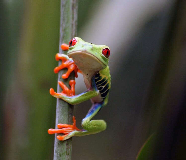 Explore The Vibrant World of Frogs in Costa Rica