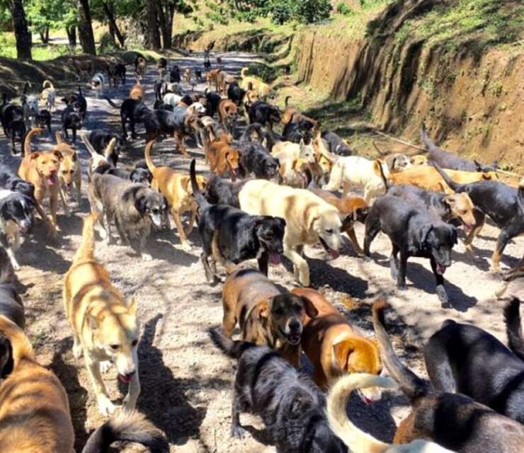 Territorio de Zaguates: Saving Costa Rica’s Strays