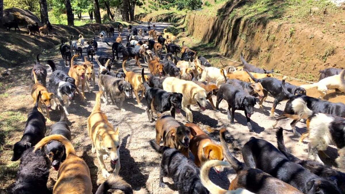 Territorio de Zaguates: Saving Costa Rica’s Strays