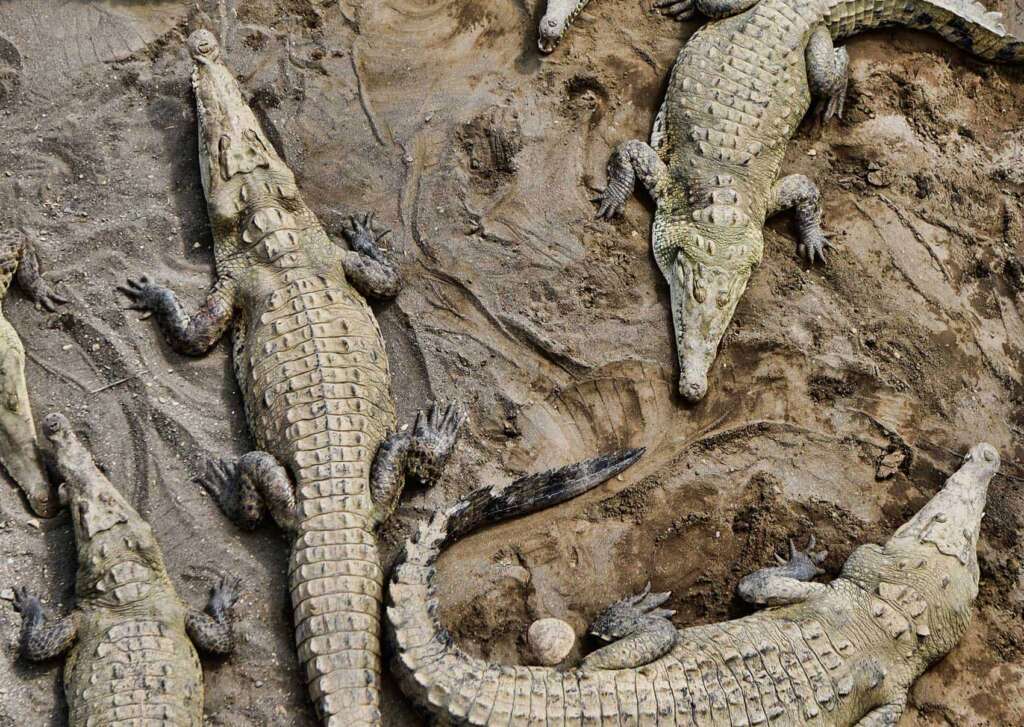 The The American Crocodiles in mud