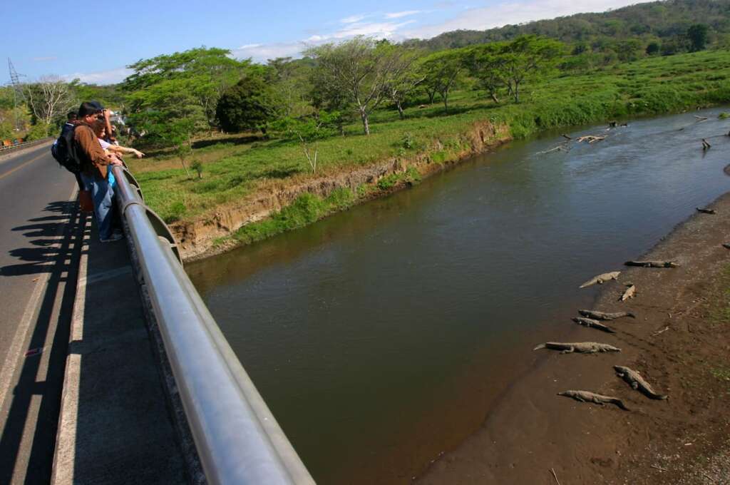 Crocodiles can be seen in the river below the Rio Tarcoles Crocodile Bridge in Costa Rica.