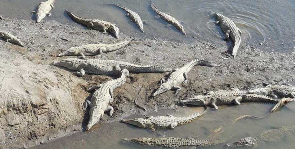 Crocodiles in Costa Rica