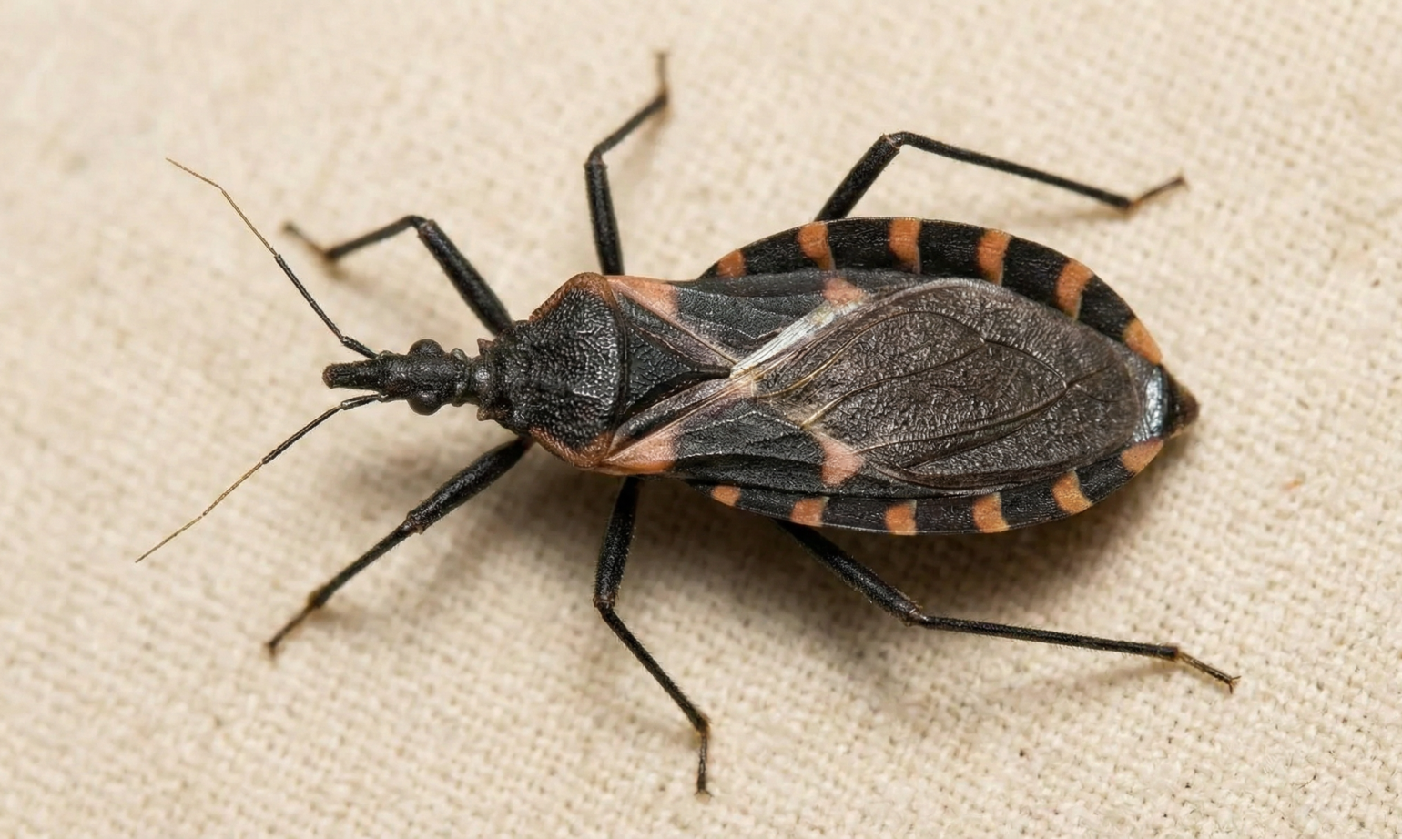 The Kissing Bug in Costa Rica: A Guide to Risks, Prevention, and Chagas Disease