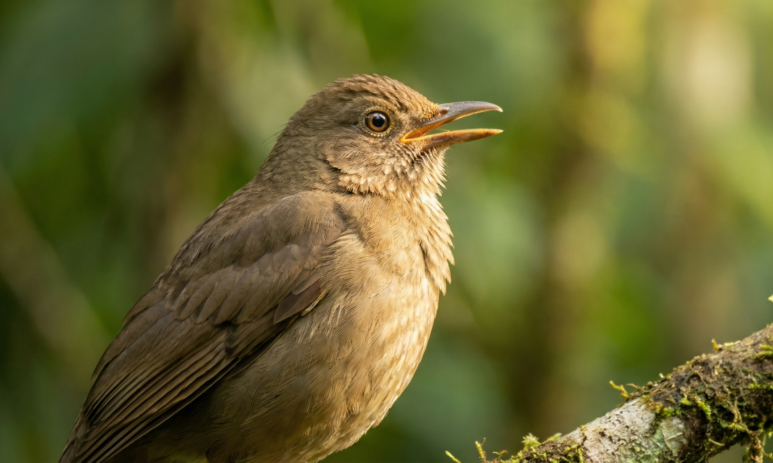 Costa Rica’s National Animals: Their Cultural Meaning and Significance Explained