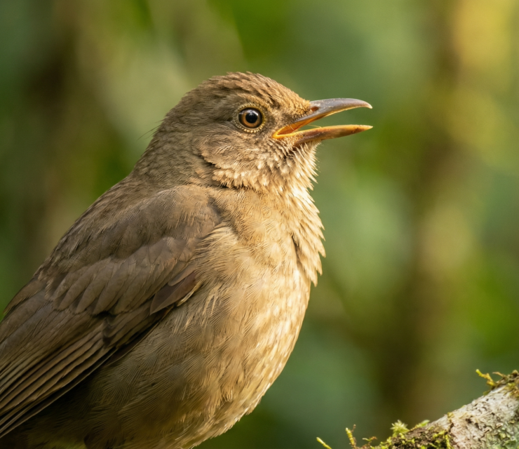 Costa Rica’s National Animals: Their Cultural Meaning and Significance Explained