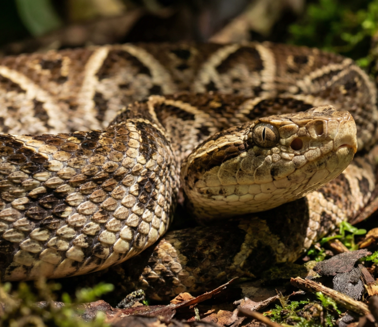 Dangerous Animals in Costa Rica: A Guide to What Visitors and Expats Should Know