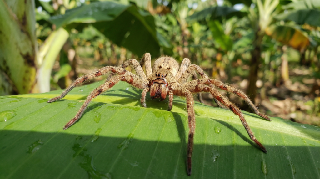 A large, venomous Banana Spider, also known as a Brazilian Wandering Spider, on a banana leaf in Costa Rica.