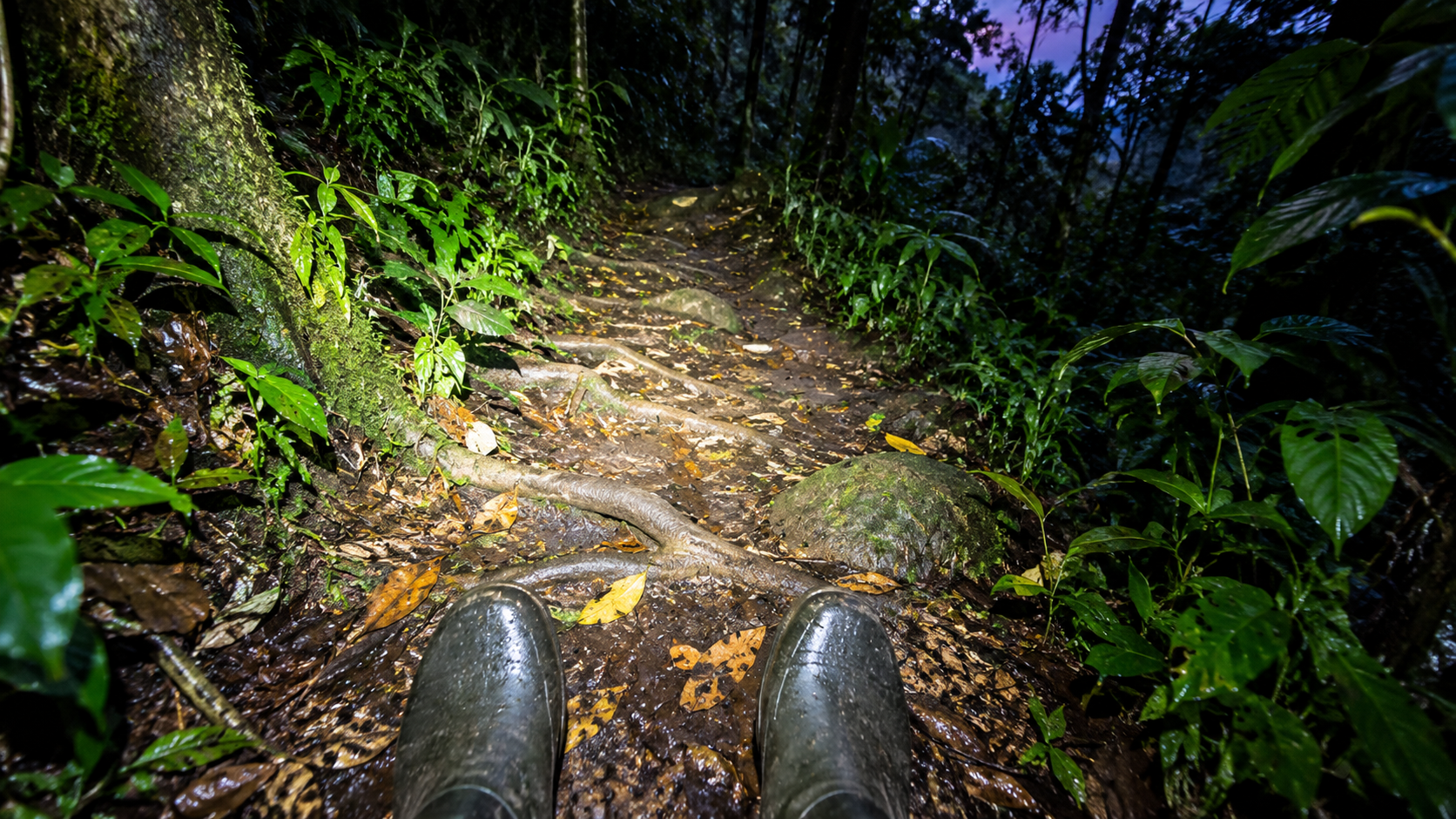 A torch lighting a Costa Rican trail at dusk to help prevent snakebites.