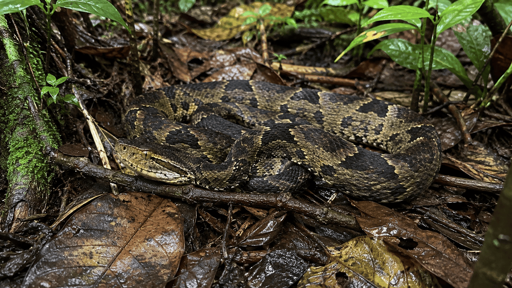 A terciopelo, also called a fer-de-lance, camouflaged in wet leaf litter in Costa Rica.