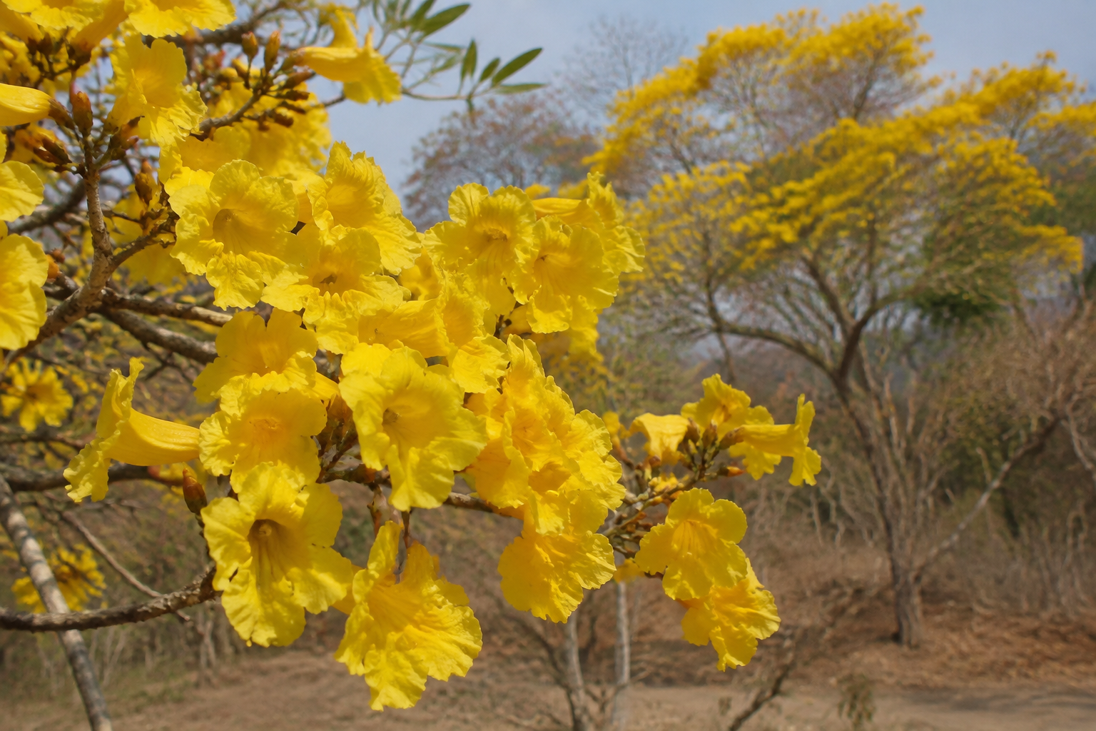 Yellow trumpet-shaped flowers covering tree branches.