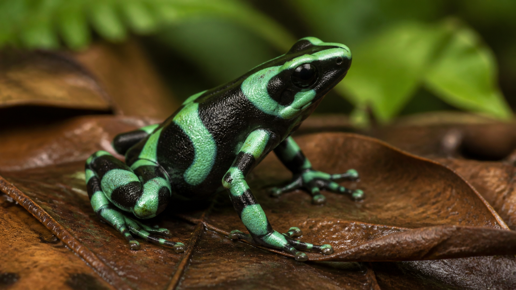 A black frog with mint-green markings rests on wet leaves.