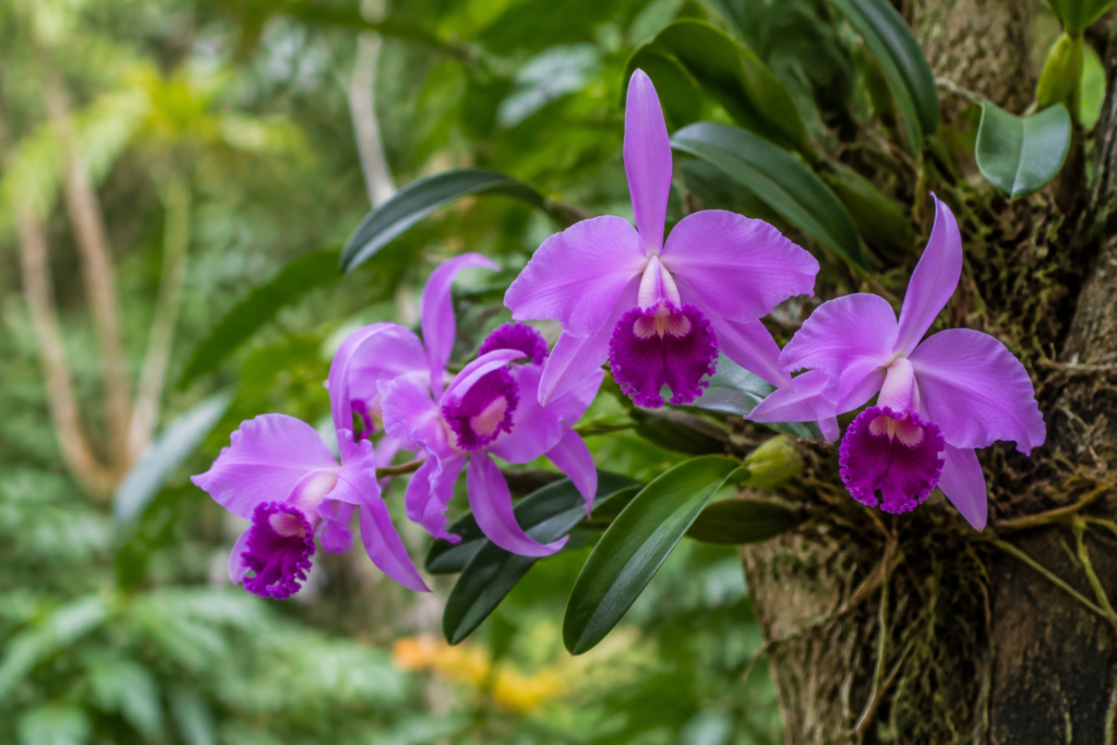 Purple orchid blossoms with darker centers on a leafy stem.