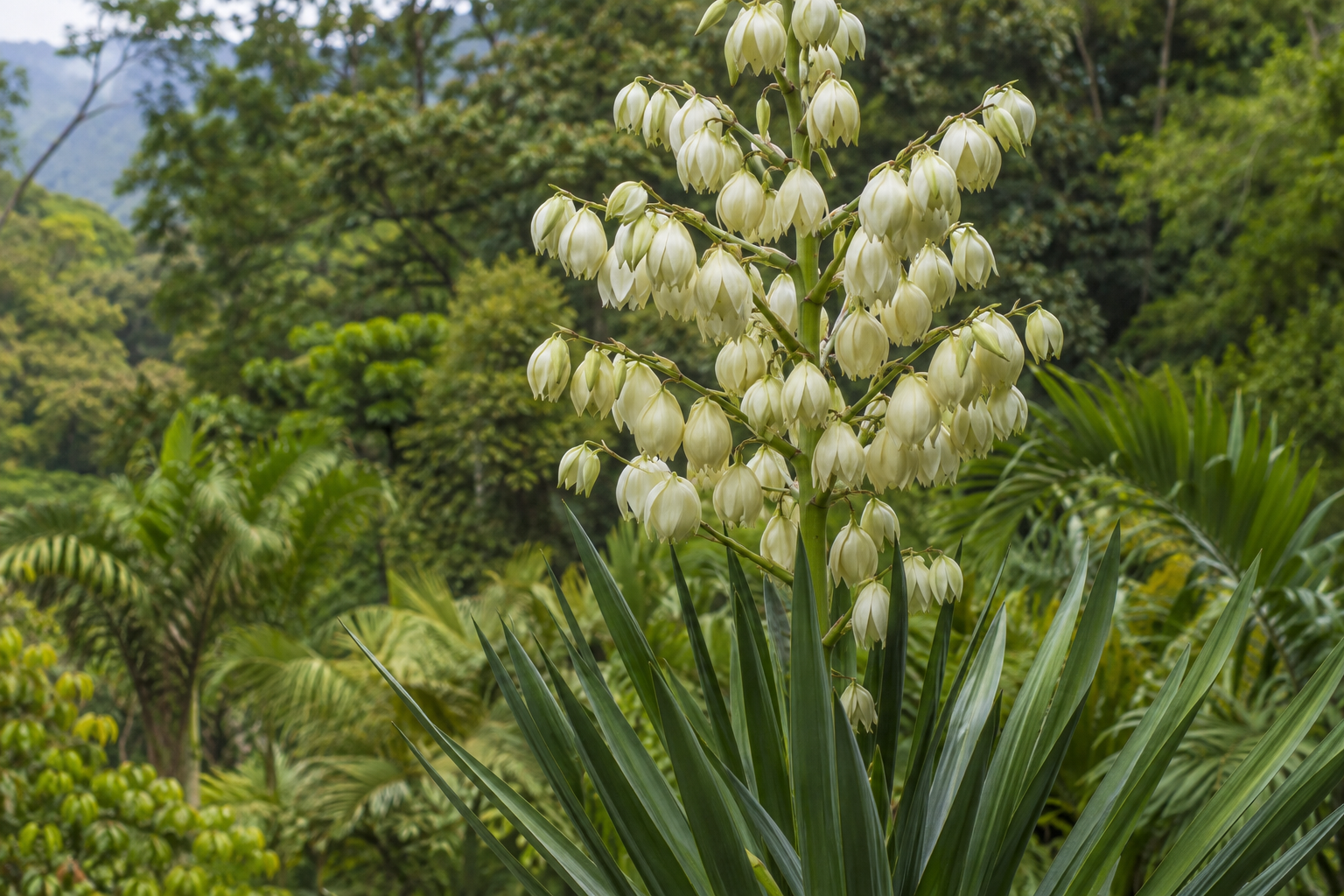Creamy white itabo flowers above long pointed leaves.