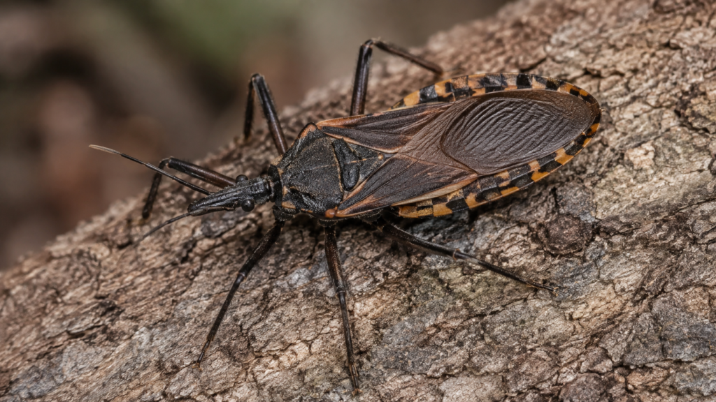 A dark elongated insect with patterned abdominal edges and six legs.