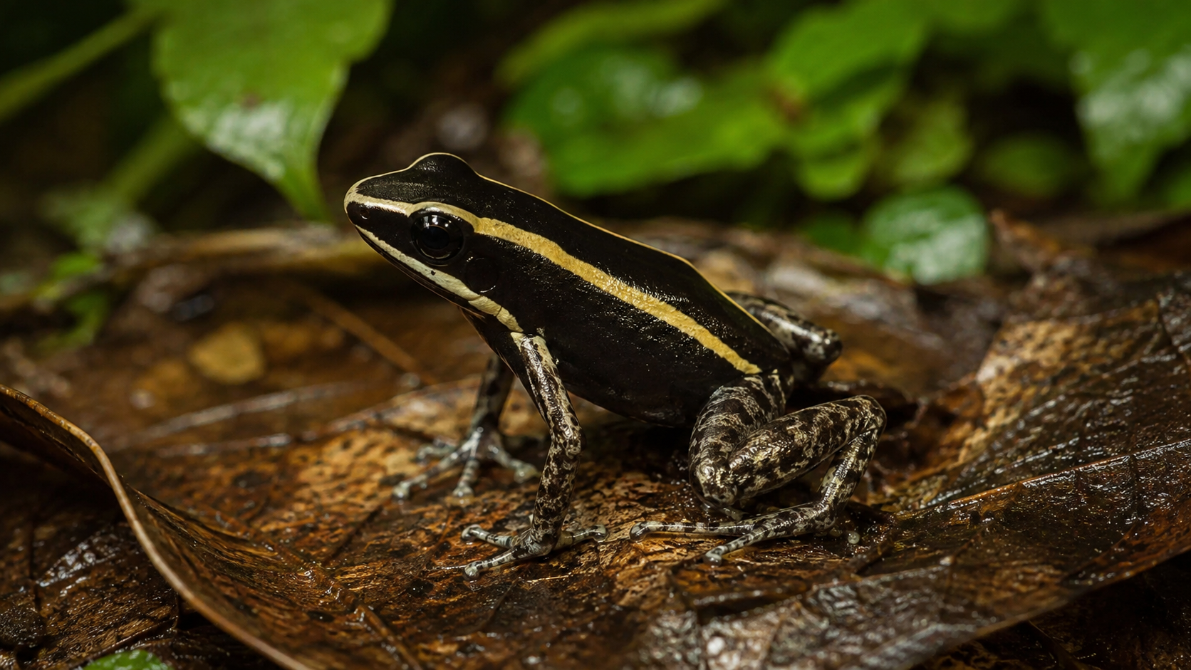 A dark frog with pale yellow stripes and mottled legs rests on wet leaves.