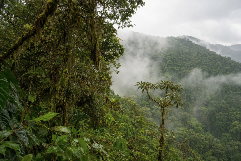 Mist hangs among dense trees and vegetation in a mountain forest.