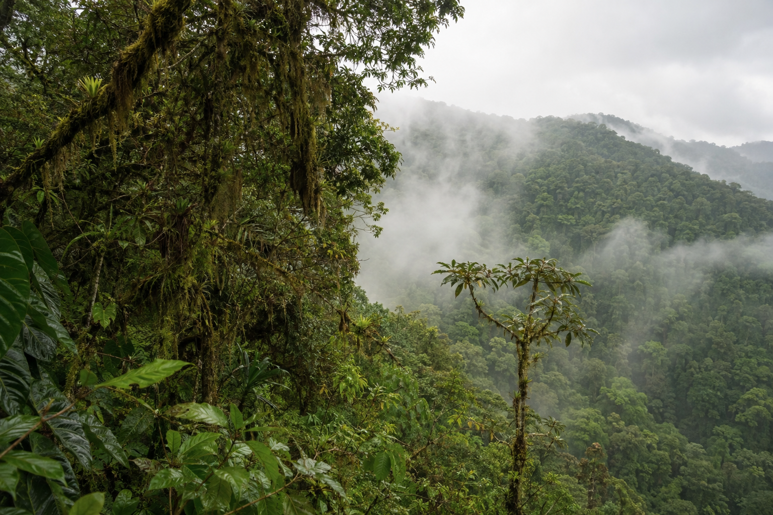 Mist hangs among dense trees and vegetation in a mountain forest.