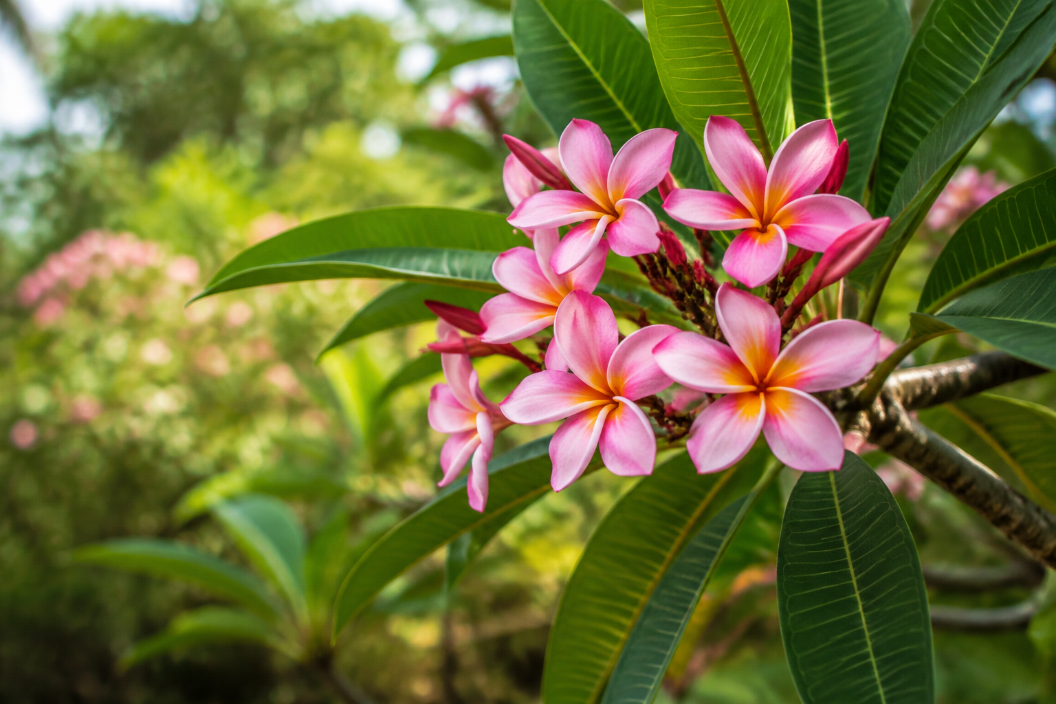 Five-petalled plumeria flowers among green leaves.