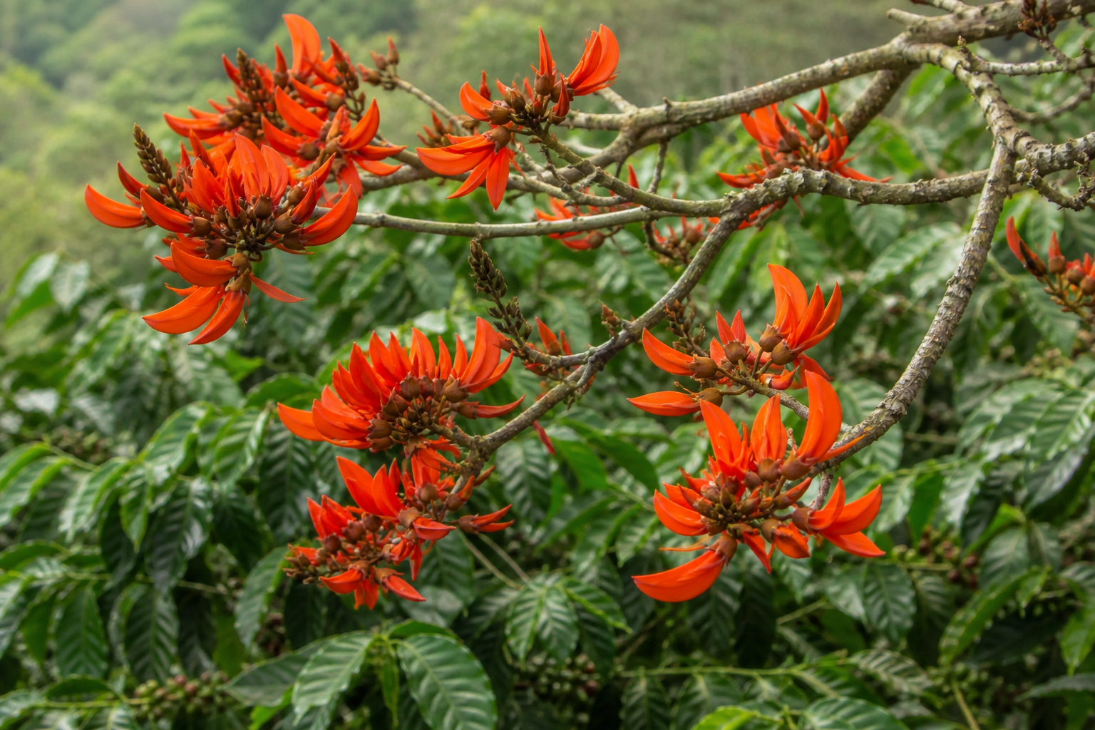 Orange-red flowers clustered on poró branches.