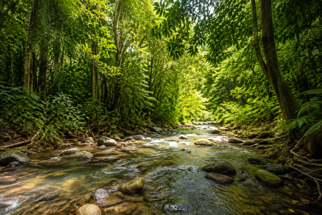 A rocky stream flows between densely wooded tropical banks.