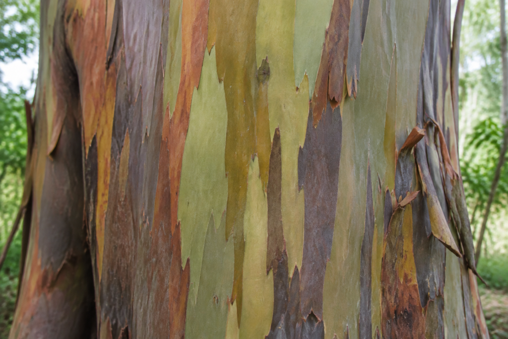 Bands of green, orange and reddish bark on a tree trunk.