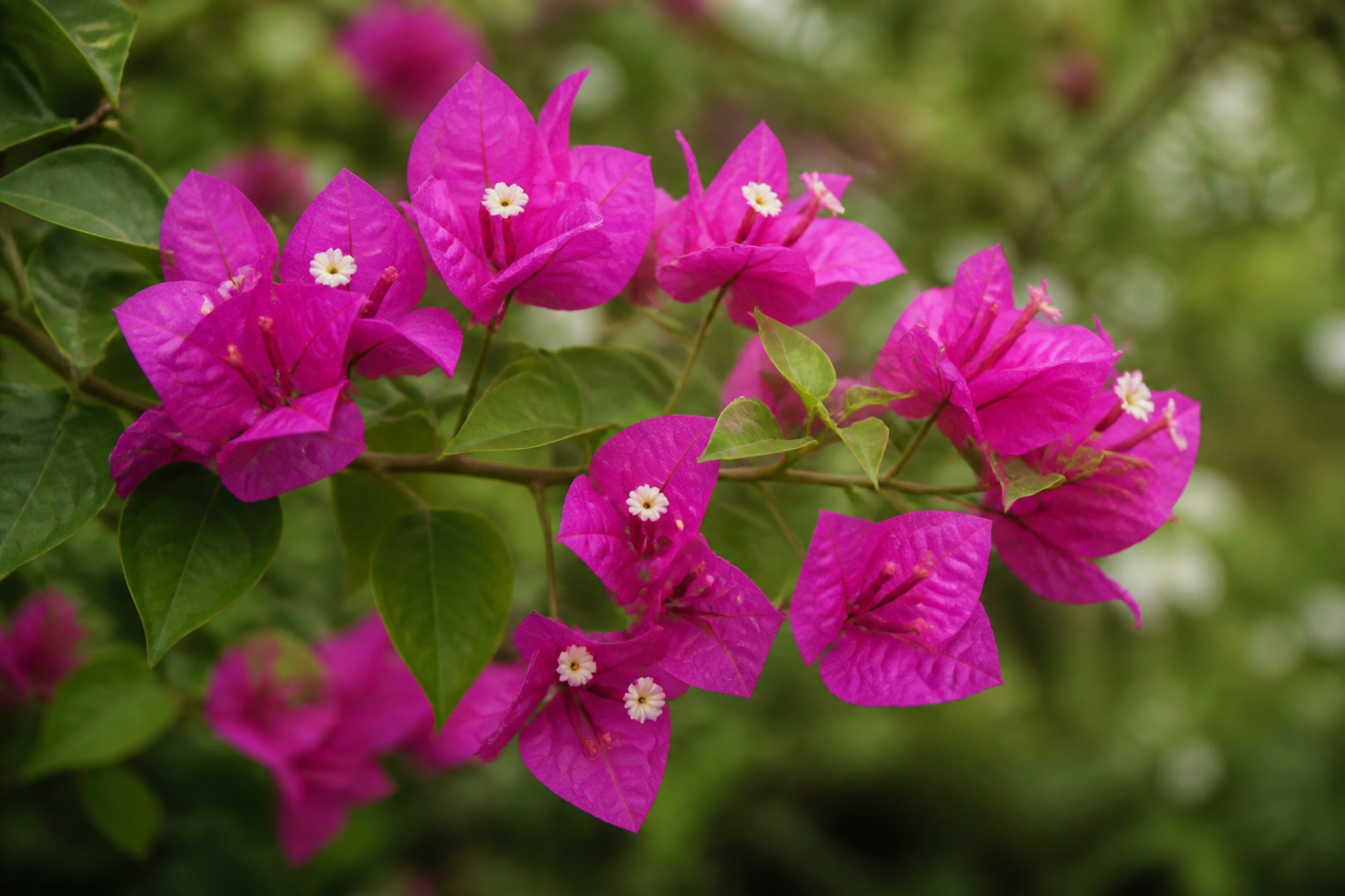 Magenta bougainvillea bracts surrounding small pale flowers.