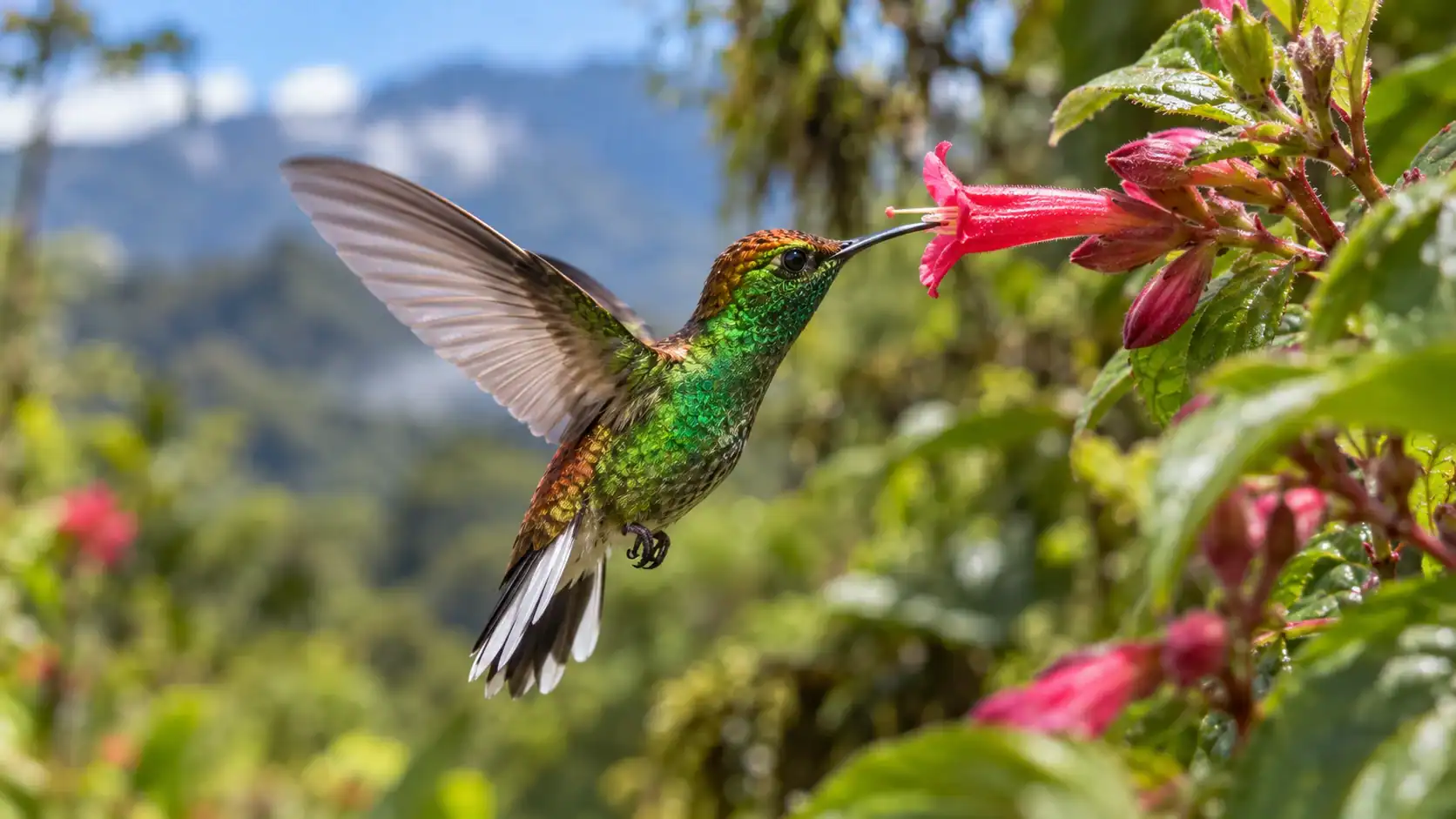 A coppery-headed emerald hummingbird, found only in Costa Rica’s highlands, hovering at a red tubular flower