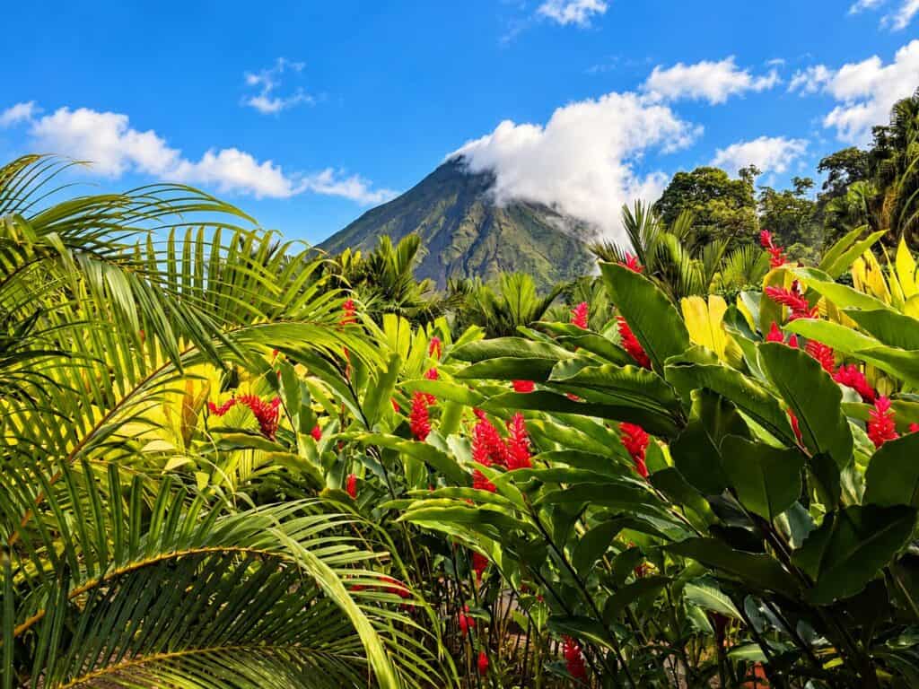 Arenal Volcano rising behind palms and red ginger flowers under a blue sky in Costa Rica