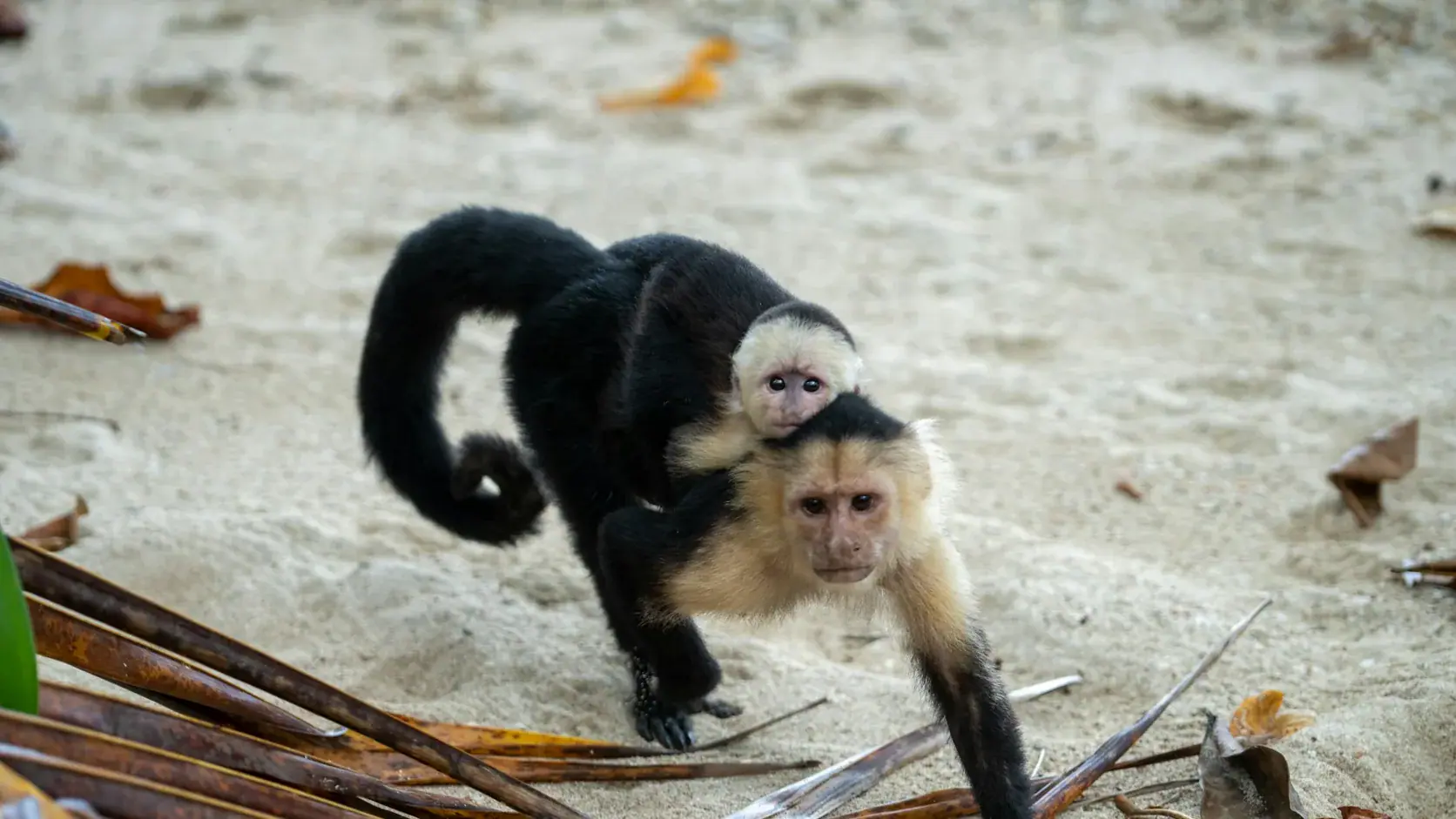 White-faced monkeys on the beach in Cahuita National Park, Costa Rica