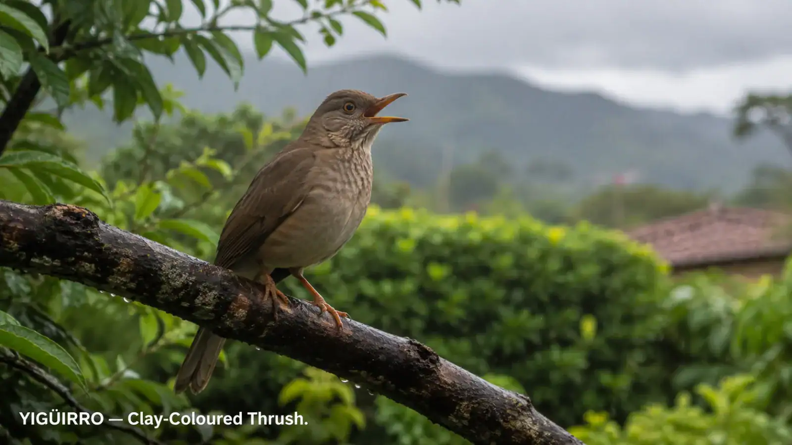 A brown thrush sings from a mossy branch.